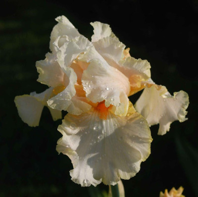 B3361a_Large.JPG