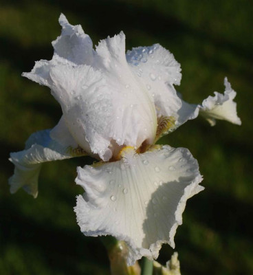 B3362a_Large.JPG