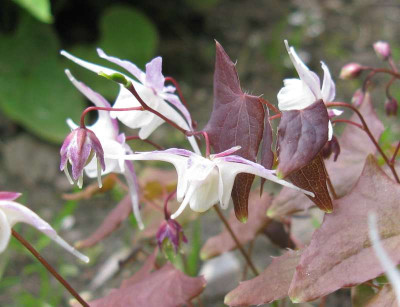 Epimedium_grandiflorum_Elfenkonigin_800x600.jpg