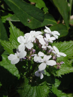 Lunaria_rediviva.jpg