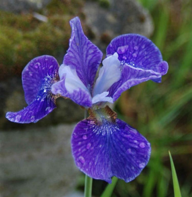 B3348a_Large.JPG
