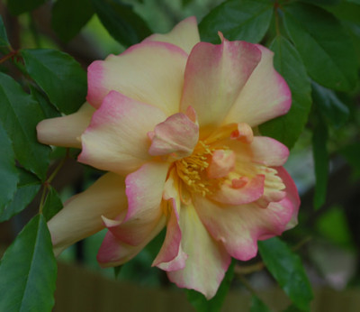 Fortunes_Double_Yellow__HG_67129_95.jpg