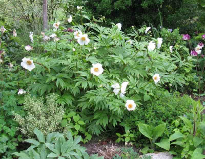 Paeonia_Earlly_Windflower_ganz_800x600.jpg