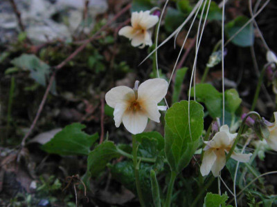 Viola_odorata_Apricot.jpg