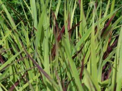 PanicumShenandoah.JPG