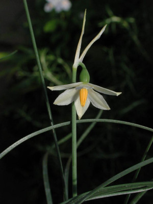 Leucojum_nicaense.jpg