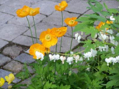 MeconopsisCambrica.JPG