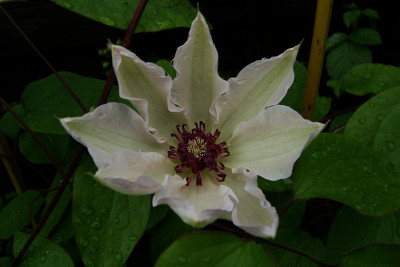 clematis_fair_rosamund_zg.jpg