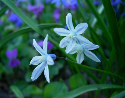 Pscilloides0507k.jpg