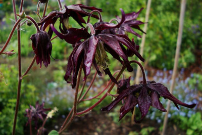 a_vulgaris_stellata_dark_form.jpg