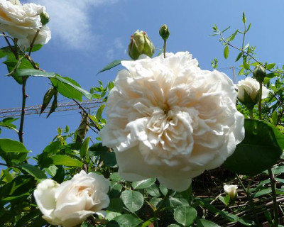 Sombreuil.JPG