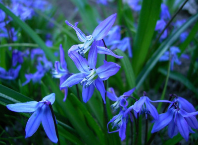Scilla0505k.jpg
