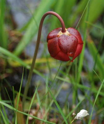 B3349a_Large.JPG