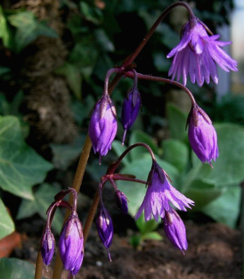 Soldanella0502k.jpg