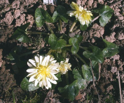 Ranunculus_alba_plena_5002.jpg