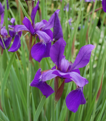 Irisbluete_tiefblau_0011__7200.jpg