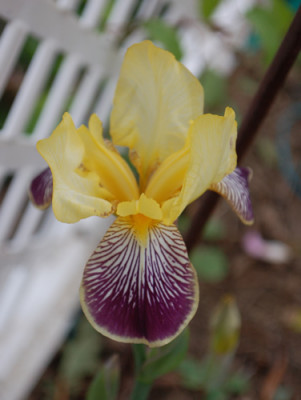 Iris_barbata_0010__67197.jpg