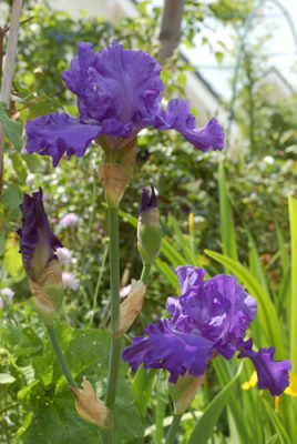 Iris_barbata_blau_0010___R_67160.jpg