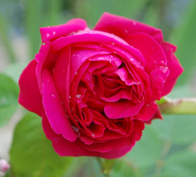Cecile_Morand_0010__7272.jpg