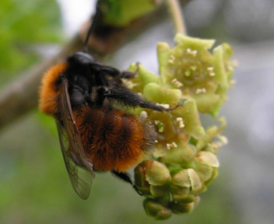 wildbiene_unbekannt_040405_p4040365.jpg