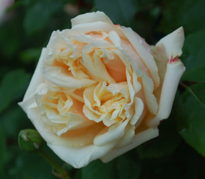 Gloire_de_Dijon_0010__7294.jpg