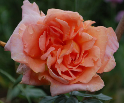 Konrad_Thoenges_0010___7328.jpg