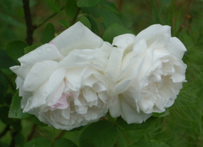 Guinevere_0010__7341.jpg