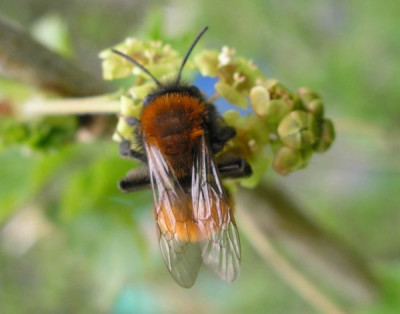 wildbiene_unbekannt_040405_p4040372.jpg