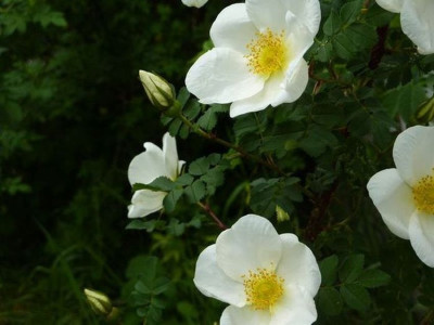 P1000900X.jpg
