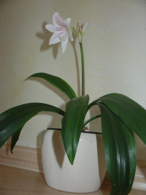 Eithea_Blumenavia.jpg