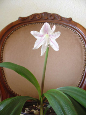 Eithea_Blumenavia2.jpg