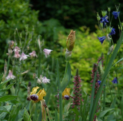 allerlei_mit_irissen__2010-05.jpg