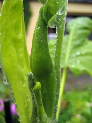 2010-05-31_M._ashei.jpg