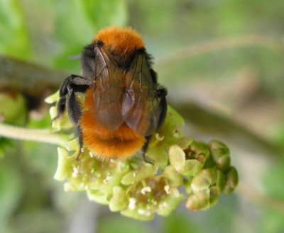 wildbiene_unbekannt_040405_p4040373.jpg