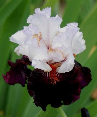 B3373a_Large.JPG