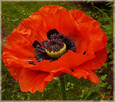 Mohn_rot_3_klein.JPG