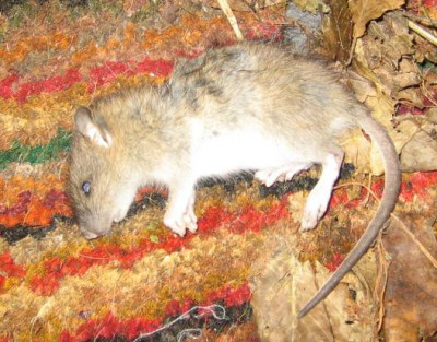 Maus.ausschnitt.jpg
