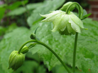 Aquilegia_Green_Apples_1024x768.jpg
