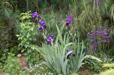 Iris010.JPG