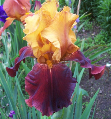 Mai_10._120_Supreme_Sultan.jpg