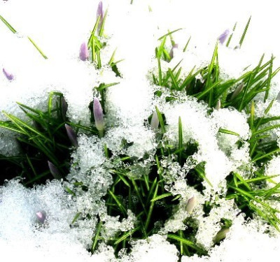 Crocus1.jpg