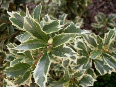 Osmanthus_april05.jpg