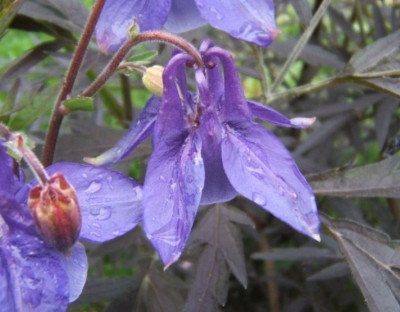 DSCF8724.JPG