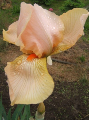 Iris_rosa.JPG