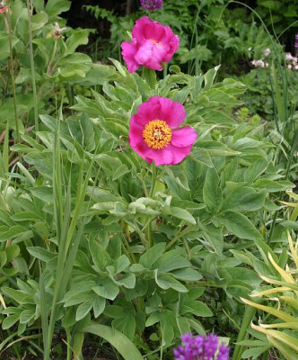IMG_0302_ePaeonia_mascula_ssp_triternata.JPG