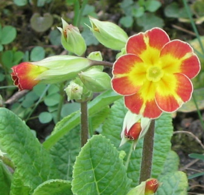 Primula_julia.jpg