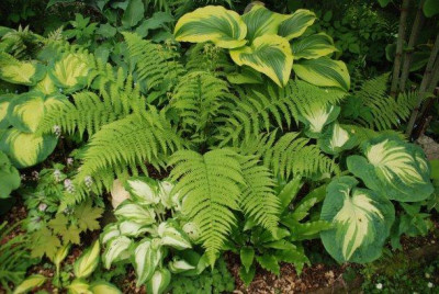 athyrium_filix-femina_2010.jpg
