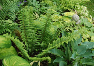 a_polystichum_aculeatum_2010.jpg