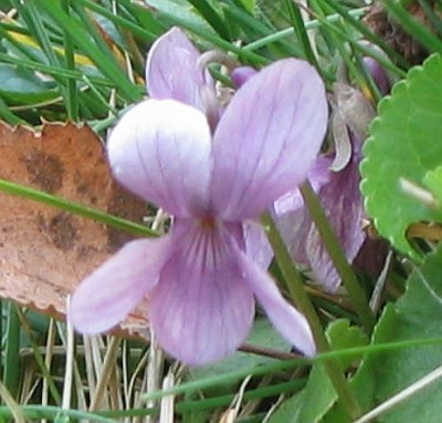 Viola_odorata_01.jpg
