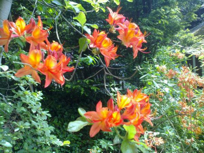Kopie_von_010620102798R.calendulaceum_orange_sel..jpg